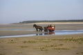 Tourists visiting the Somme Bay on a horse carriage, France