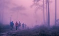 Tourists walk along a path in the forest. and morning fog. Royalty Free Stock Photo