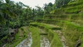 Tourists walk along the terraces of rice paddys at tegallang on bali Royalty Free Stock Photo
