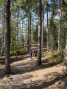 Tourists walk along a walking forest path. Northern forest. Royalty Free Stock Photo