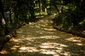 Tourists walk through the forest along the path. Royalty Free Stock Photo