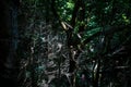 Tourists walk through the forest along the path.