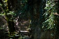 Tourists walk through the forest along the path. Royalty Free Stock Photo