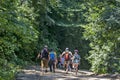 Tourists walk through the woods Royalty Free Stock Photo