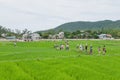 Tourists Walking across Rice Paddy