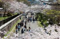 Tourists walking along disused railways under beautiful cherry blossom trees Sakura on a bright sunny day