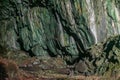 Tourists walking around deer cave at Gunung Mulu national park. Sarawak.