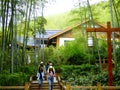 Tourists walking through a bamboo forest area