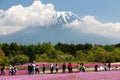 Tourists walking in a park at foothills of Mount Fuji, with majestic Fujisan in background & beautiful Shibazakura