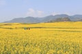 Tourists walking among Rapeseed flowers fields of Luoping in Yunnan China. Luoping is famous for the Rapeseed flowers that bloom o