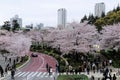 Tourists walking & relaxing on sidewalk promenades & cars driving under a romantic archway of pink cherry blossom trees Royalty Free Stock Photo