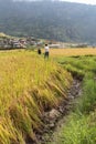 Tourists walking in a rice field near Thimphu, Bhutan