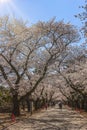 Yanaka cemetery shaded path surrounded by cherry blossoms.