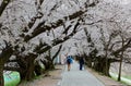 Tourists walking and taking photos under a romantic archway of cherry blossom trees