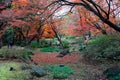 Tourists walking under fiery maple foliage & the ground covered by fallen leaves in the forest of Rikugi-en Park Royalty Free Stock Photo