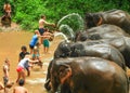 Tourists Wash and clean elephants