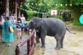 Tourists watch the elephant show in the pranks of Phang Nga in Thailand. A woman is feeding an elephant from her palm.