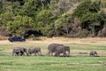 Tourists watch a herd of elephants at Minneriya National Park in central Sri Lanka.