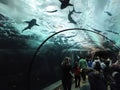 Tourists watch swimming sharks from below