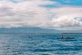 Philippines, Negros Island - Feb 05, 2018: Tourists watch wild dolphins in the sea at Manjuyod White Sand bar