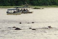 Tourists watching hippos