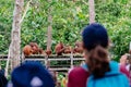 Tourists watching Orangutans at feeding station, Borneo