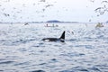 Tourists on whale safari boats in the arctic