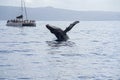 Tourists on whale watching boat as whale breaches