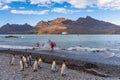 Tourists in zodiacs of an Antarctic expedition ship disembarking in Fortuna Bay on South Georgia, king penguins in the foreground.