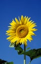 TOURNESOL helianthus Royalty Free Stock Photo