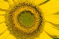 Sunflower, helianthus sp yellow color Royalty Free Stock Photo