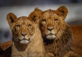 Male and female lion Royalty Free Stock Photo