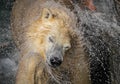 Polar bear shaking off water Royalty Free Stock Photo