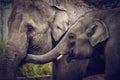 Elephant Portraits Royalty Free Stock Photo