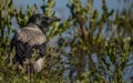 Gray crow bird