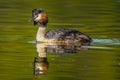 Great crested grebe