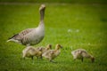 Goose with gosling