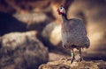 Guineafowls Royalty Free Stock Photo