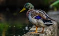 Standing Mallard Royalty Free Stock Photo