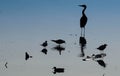 Birds at sunset Royalty Free Stock Photo