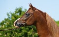 Arabian horse portrait Royalty Free Stock Photo