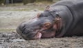 Hippo relaxes