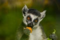 Ring-tailed lemur eating