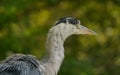 Gray heron portrait