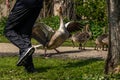Protective mother Goose Royalty Free Stock Photo