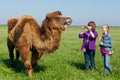 Toursits making shootings animal camel in Askania Nova