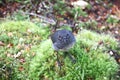 toutouwai bird in New Zealand sitting on branch Royalty Free Stock Photo