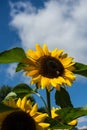 Tow bee sitting on sunflower one is flying with blue sky Royalty Free Stock Photo