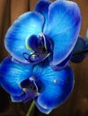 tow blue orchid flowers