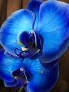 Tow blue orchid flowers with yellow edges